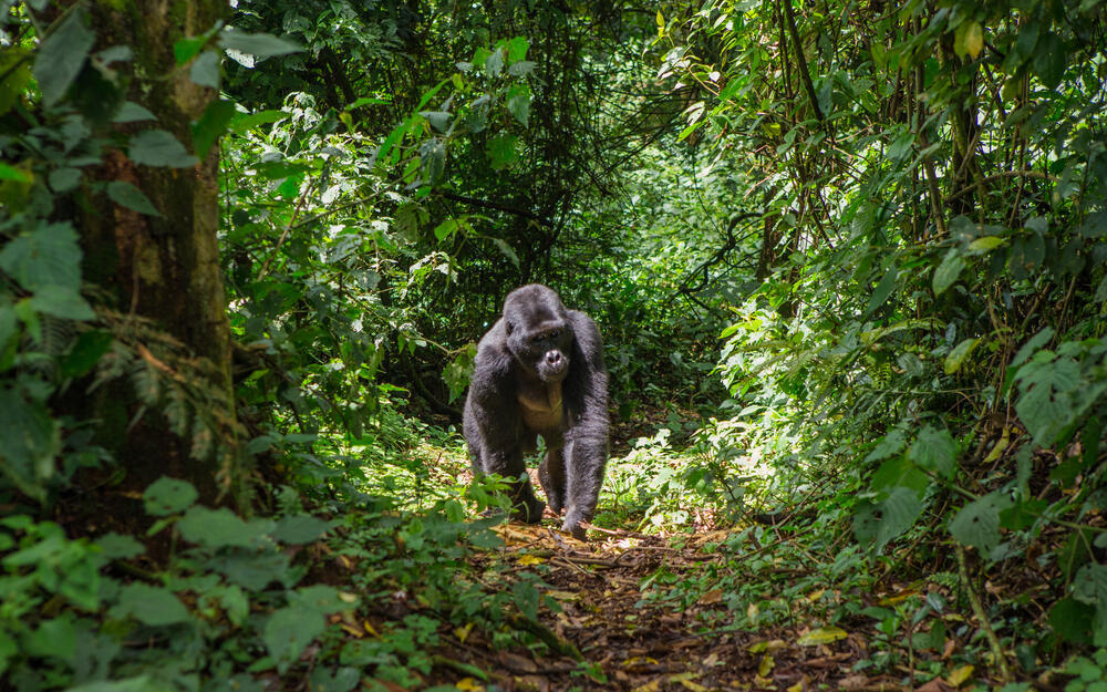 זכר גורילה ביער בווינדי באוגנדה