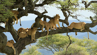 להקת אריות על עץ – עוד אחד מהמראות המיוחדים של המסע. 