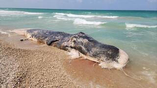 לווייתן ראשתן שאותר לחופי ישראל 