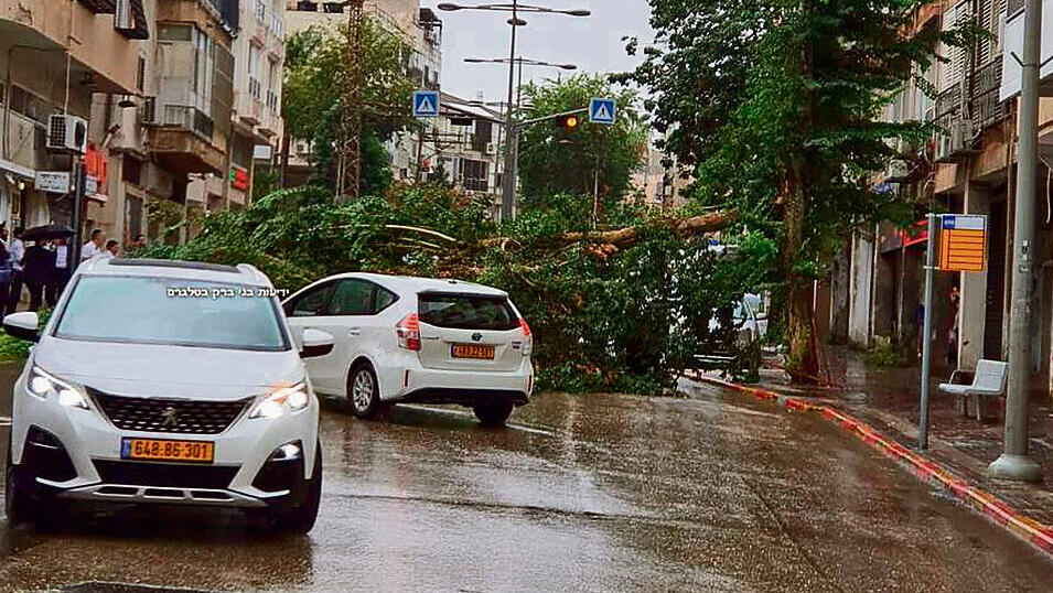 בני ברק: העץ קרס וחסם yk13592488