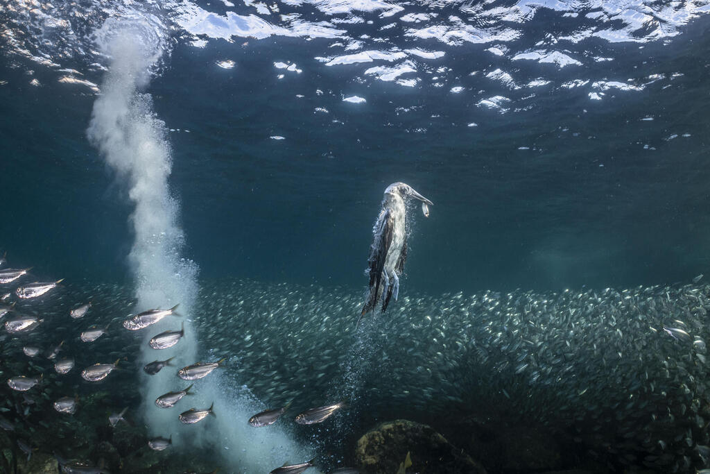 A blue-footed booby rises up amongst vast sardine shoals with a fish in its beak.  Baja California Sur, Mexico
