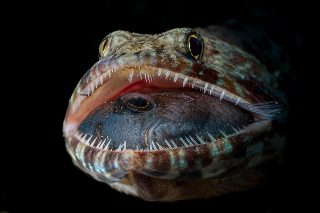 A lizardfish’s open mouth reveals its last meal. The Philippines