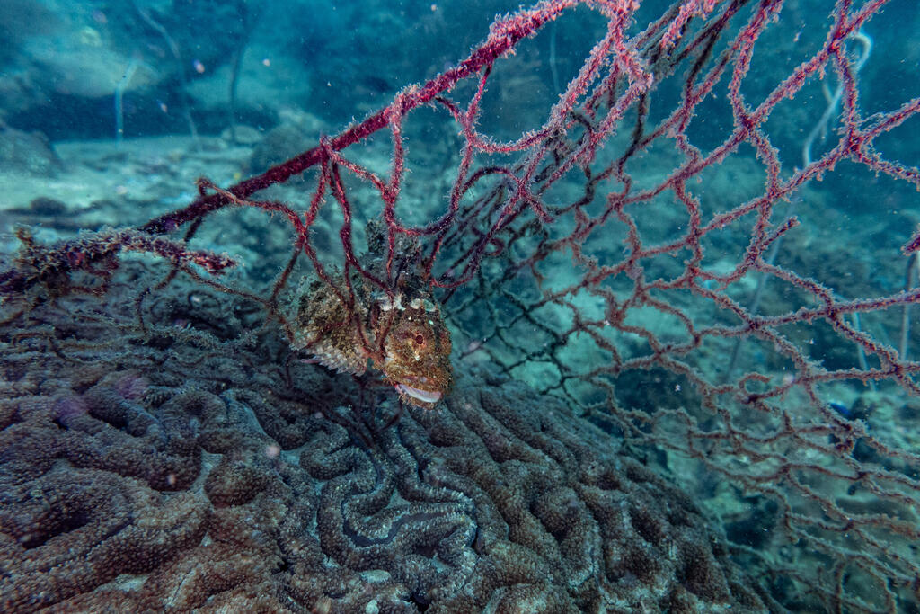 A discarded fishing net has become a death trap for this stonefish.  Cambodia