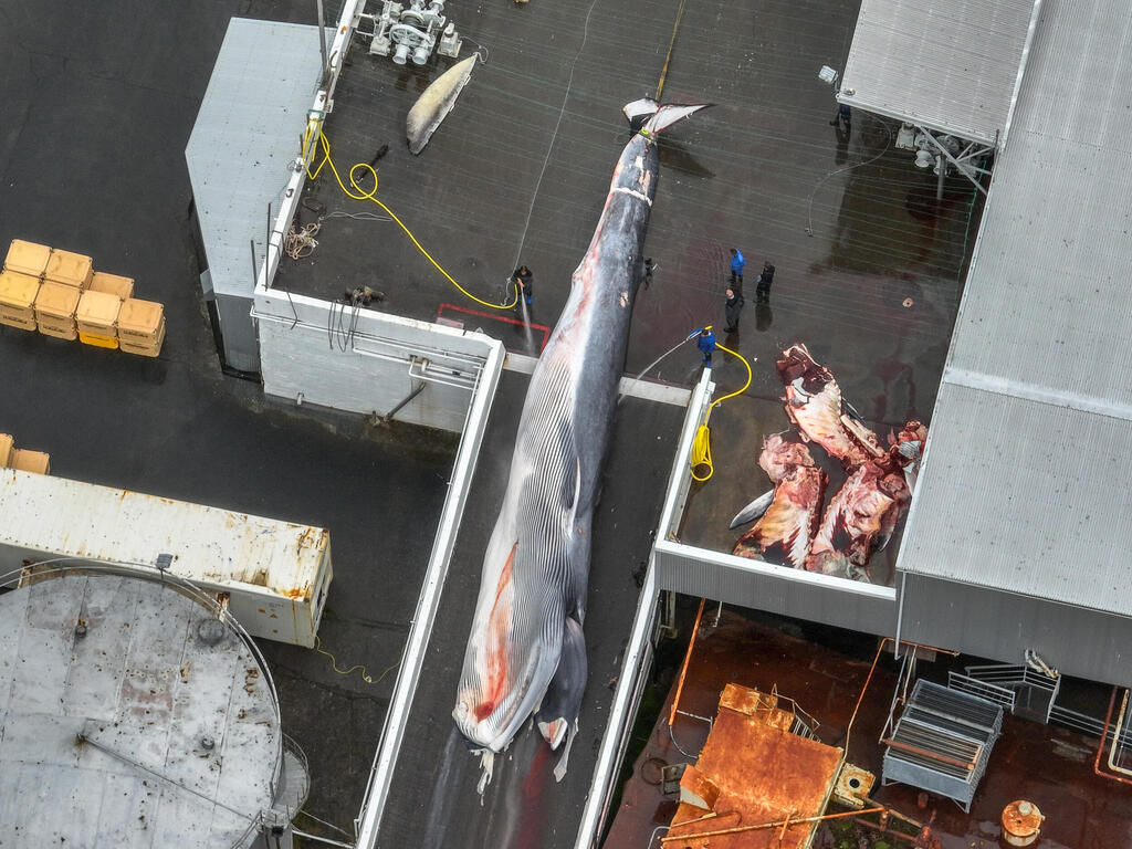 A fin whale is butchered in a processing station in Iceland.  Iceland