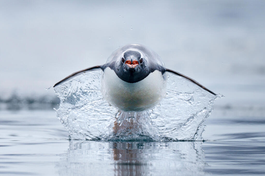 A gentoo penguin, the fastest penguin species in the world, charges across the water.  Antarctica