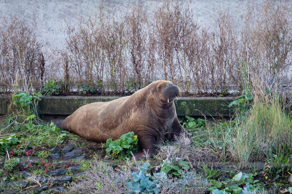 Massive, rare sea lion unexpectedly appears at CA pier