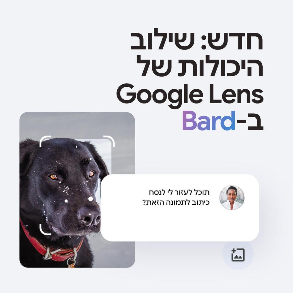 שימוש בגוגל לנס בעברית (תמונה: גוגל) שימוש בגוגל לנס בעברית