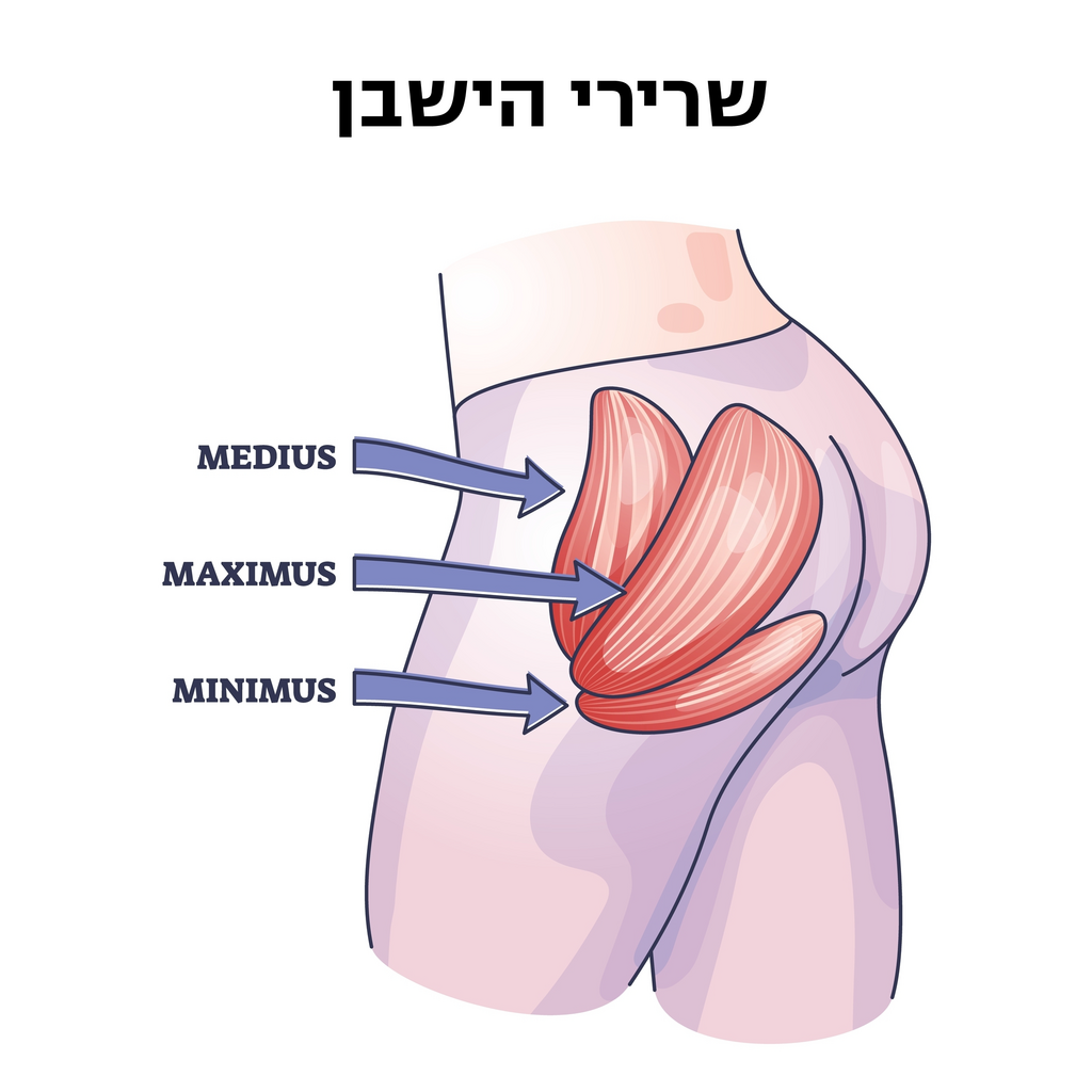 שרירי הישבן