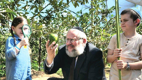 הרב יוסף אהרונוב, ראש מפעל השליחות  של חב"ד בישראל, בפרדס האתרוגים  המהודרים יחד עם נכדיו צבי ושיינא.  "ארבעת המינים, המגוונים, הם סמל  לאחדות והחיבור של עם ישראל"