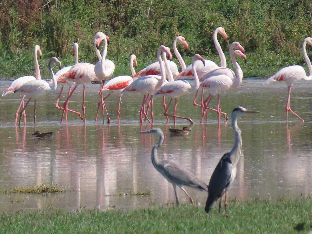 Flamingo and cranes at the Hula lake 