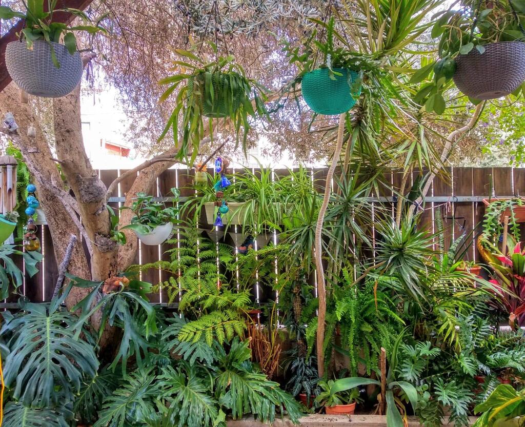 החצר של קשת, בעלת קבוצת הפייסבוק הג'ונגל הירוק The Green Jungle (צילום: קשת זאבי) החצר של קשת זאבי, מכורים לצמחי בית