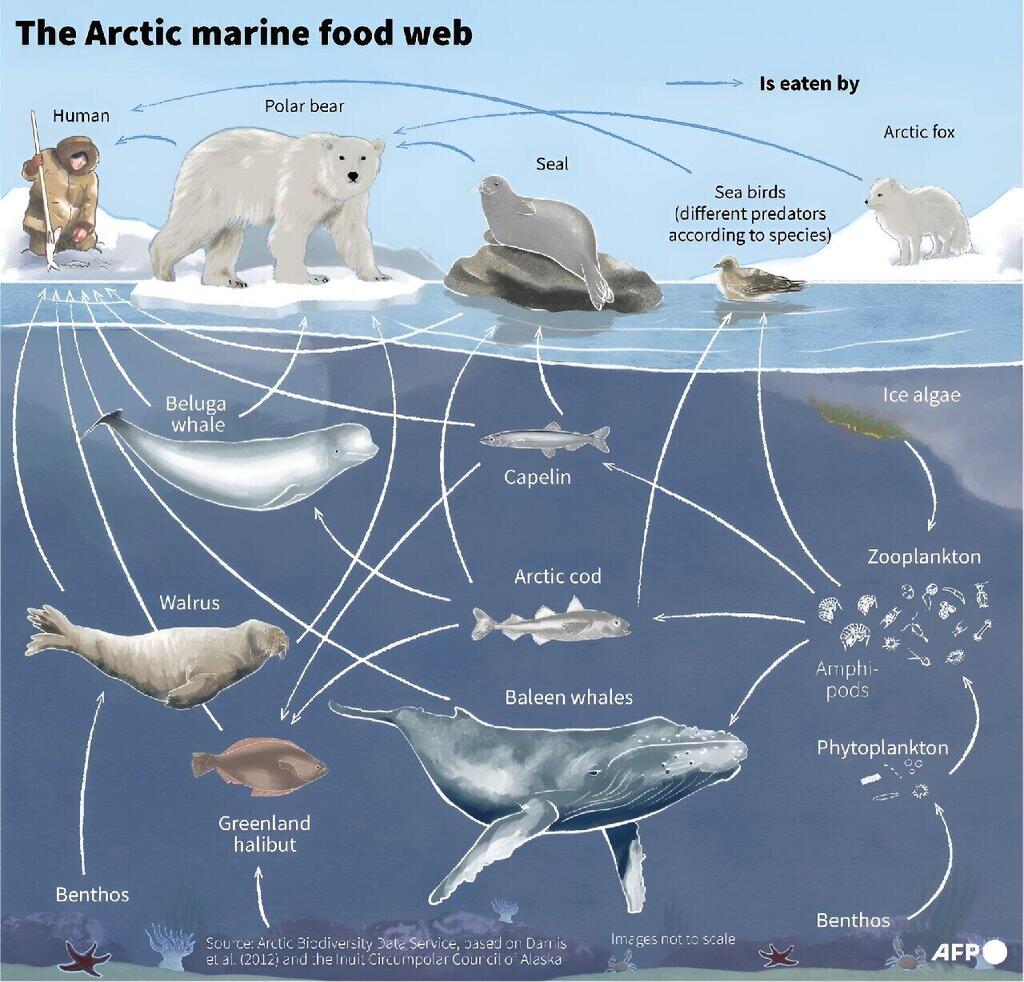 מארג המזון של המערכת האקולוגית הימית של האזור הארקטי