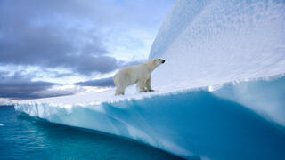 Researchers discover giant viruses on Greenland ice sheet, potentially slowing ice melt