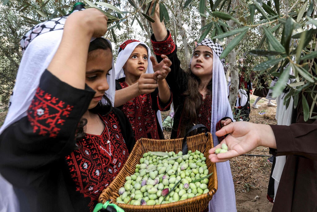 צילום: Mohammed ABED / AFP ילדות קוטפות זיתים ב עזה פלסטינים