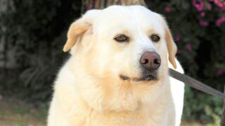 כלב במרפאת של עמותת "תנו לחיות לחיות" באשקלון