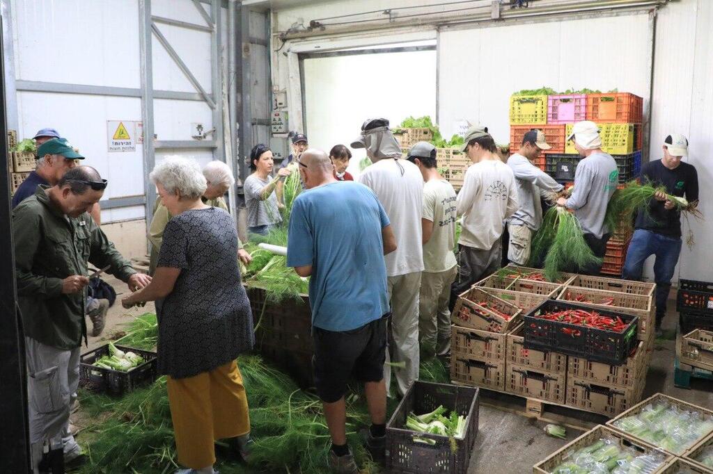 מתנדבים בזיקים (צילום: דנה קופל) מתנדבים בחלקאות משק מיכאלי זיקים