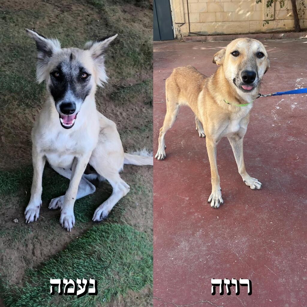 רוזה ונעמה