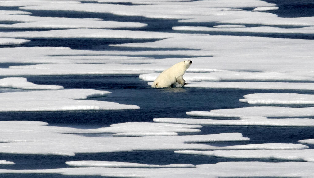דוב הקוטב נע על פני קרחונים נמסים בגרינלנד