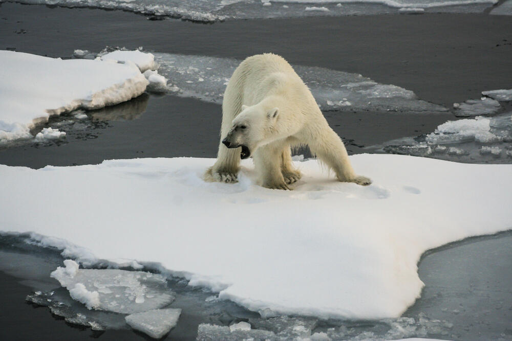 דוב קוטב מחפש מזון בגרינלנד