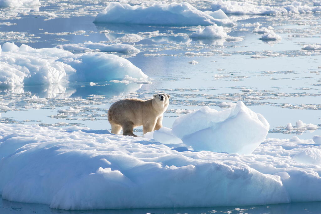 דוב הקוטב בגרינלנד