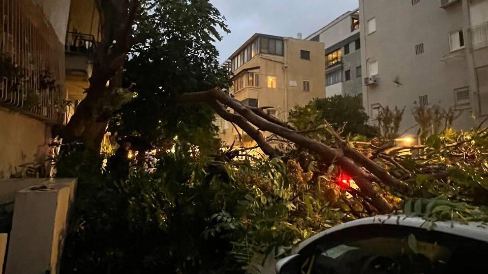 עץ קרס ברחוב העבודה בתל אביב