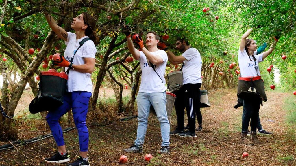 מתנדבי "תגלית" קוטפים פירות. "הידיים העובדות האלה הן הצלה" (צילום: עומר מלמד) מדינה בהתנדבות תגלית