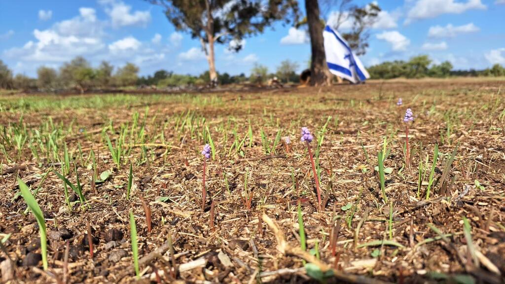 פריחה ביער רעים (צילום: עמיר בלבן, החברה להגנת הטבע) פריחה ביער רעים