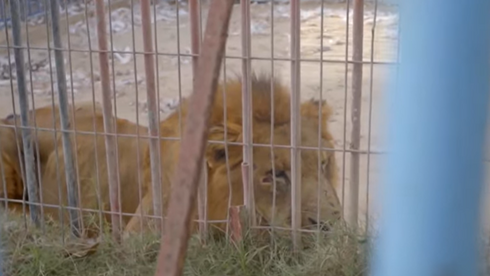 אריה מורעב בגן החיות בעזה