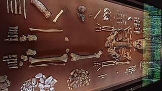 שרידי השלד של השמאנית מוצגים לראווה במוזיאון הממלכתי לפרהיסטוריה בהאלה שבגרמניה