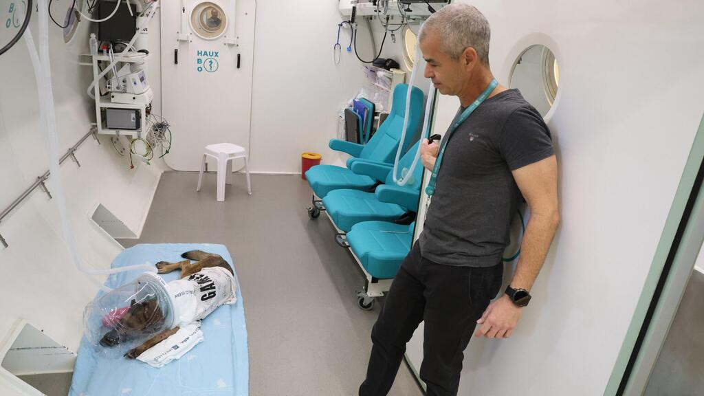  מייקי הכלבה האמיצה נפצעה מרימון בעזה ועוברת טיפולים בתא לחץ