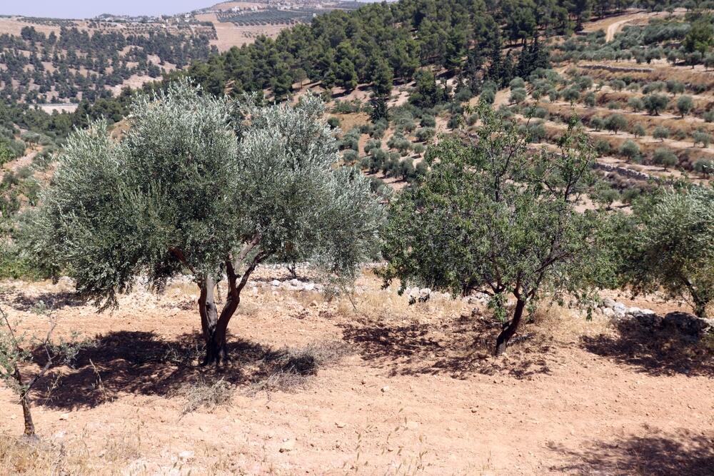 עצי זית בירדן (צילום: Shutterstock) עצי זית בירדן