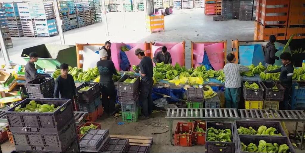 מכניסים ידע מעולם האקדמיה לחקלאות (צילום: ירון שרון) שופרסל - משפחת אבני