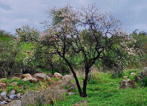 צילומים: איתמר כץ yk13737392