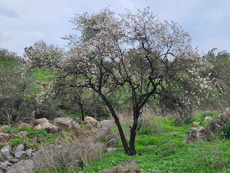 פריחה חודש לפני ט"ו בשבט (צילום איתמר כץ, קק"ל) פריחה חודש לפני ט"ו בשבט