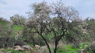 פריחה חודש לפני ט"ו בשבט