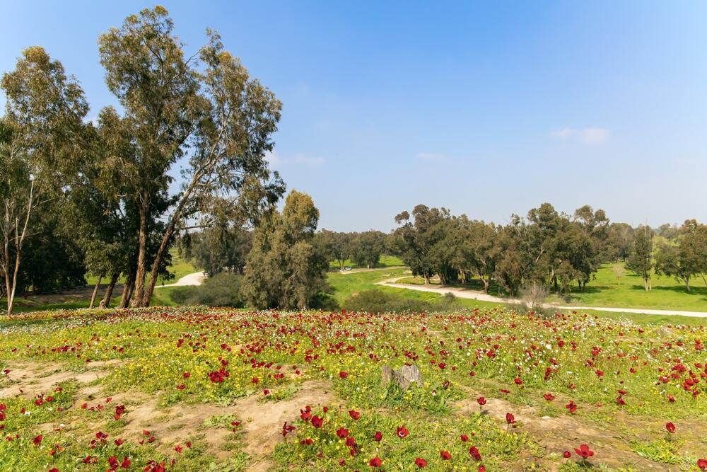 פריחת כלניות בקיבוץ בארי, לפני המלחמה (shutterstock) פריחת כלניות בקיבוץ בארי, לפני המלחמה