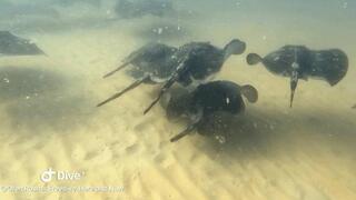 המחבטנים בביקור לא צפוי מול חופי חיפה