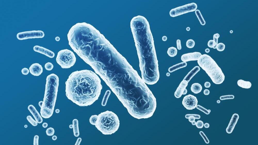 Gut bacteria (Photo: Shutterstock) חיידקי מעיים מיקרוביום