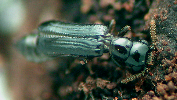 הבוגרות הן עקרות, וגם הזכרים. רק הזחלים מסוגלים להתרבות. נקבה בוגרת ומכונפת של חיפושית Micromalthus debilis| צילום: David R. Maddison, CC BY 3.0