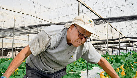 צילום: רשת "פאלאס" yk13751265