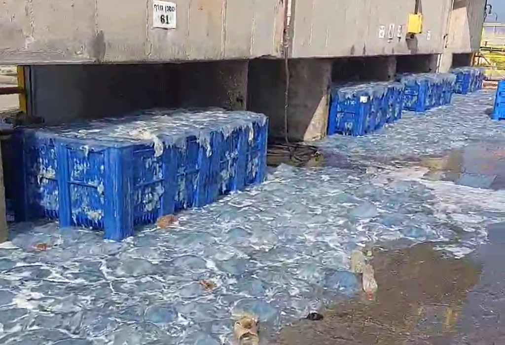 Hadera power station filters clogged up by jellyfish (Photo: Israel Electric Company) מדוזות בתחנת הכוח בחדרה