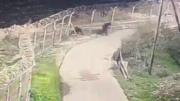 תיעוד: חדירת המחבלים באדורה תיעוד: חדירת המחבלים באדורה
