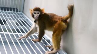 רטרו, קוף מקוק הרזוס בן השנתיים, אשר שובט בהצלחה על ידי מדעני האקדמיה הסינית למדעים