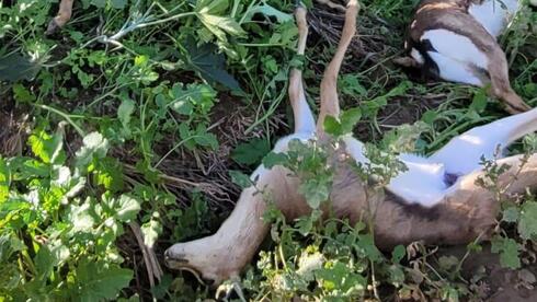 Surge in number of wildlife poisoning incidents since start of war