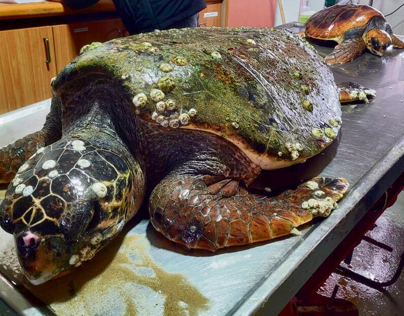 צילום: נדב שגיא yk13776141