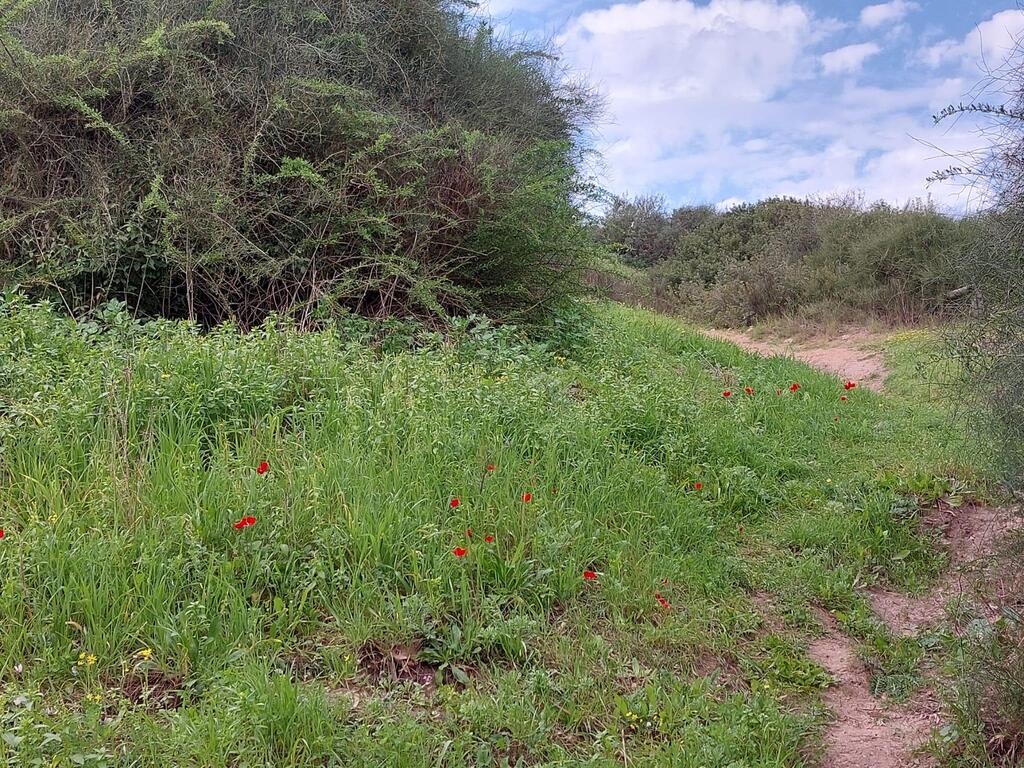 תחילת פריחה בדרך לחורבת סמארה (צילום: אדר סטולרו מליחי, רט"ג) פריחה בדרך לחורבת סמארה