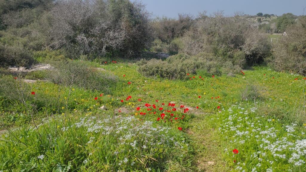 פריחה בגן הלאומי בית גוברין (צילום: איל מיטרני, רט"ג) פריחה בגן הלאומי בית גוברין