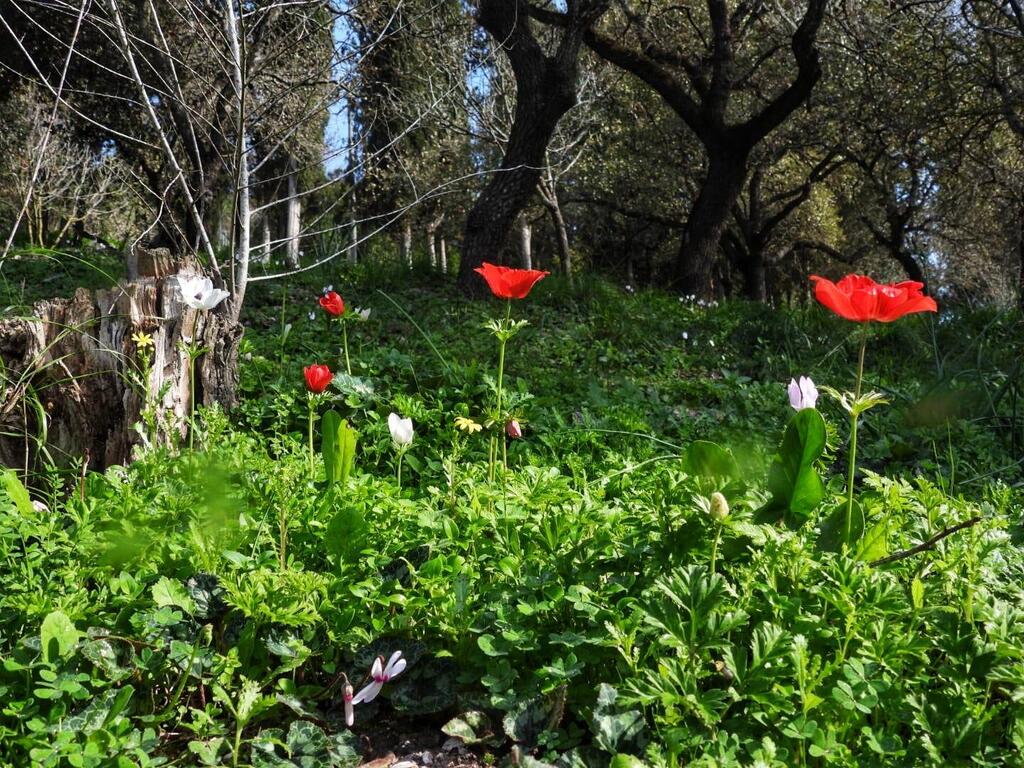 תחילת הפריחה בגן הלאומי בית שערים (צילום: שרית פלאצ'י מיארה, רט"ג) פריחה בגן הלאומי בית שערים