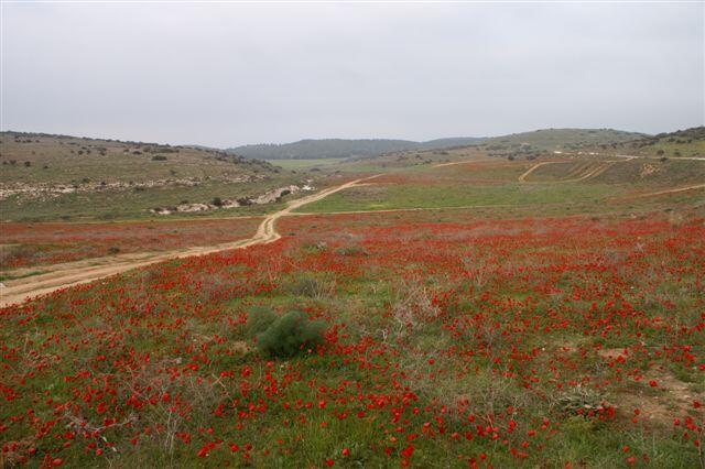 פריחת הכלניות בנחל אדוריים (צילום: שמוליק אמיר, באדיבות רט"ג) פריחת הכלניות בנחל אדוריים