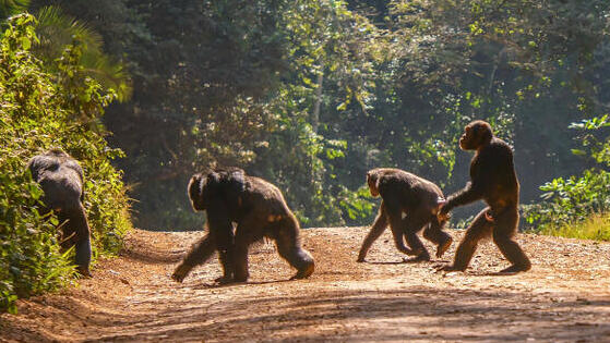 קופי שימפנזה הולכים על ארבע רגליים, אך גם על שתי רגליים